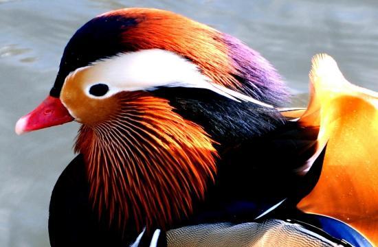 Canard Mandarin