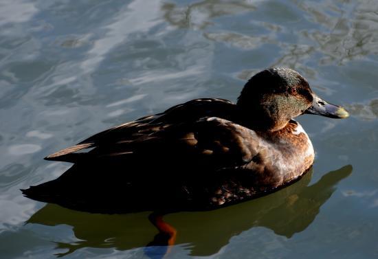 Canard colvert