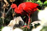 Ibis rouge