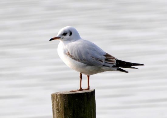 Mouette rieuse