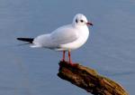 Mouette rieuse
