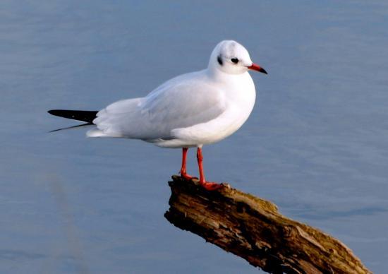 Mouette rieuse