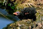 poussin de Gallinule poule-d'eau
