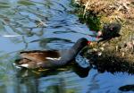 Gallinule poule-d'eau