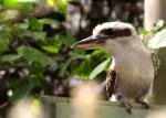 Kookaburra
