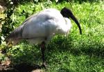 Ibis sacré