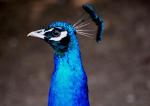 Paon bleu