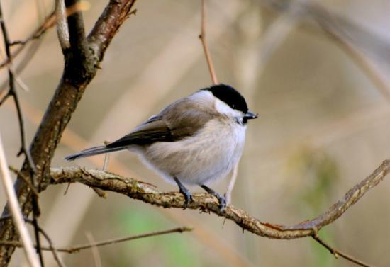 Mésange nonnette