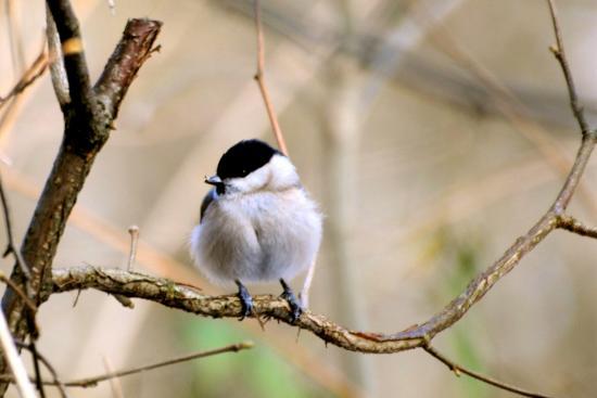 Mésange nonnette