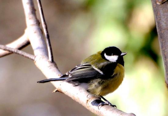 Mésange charbonnière