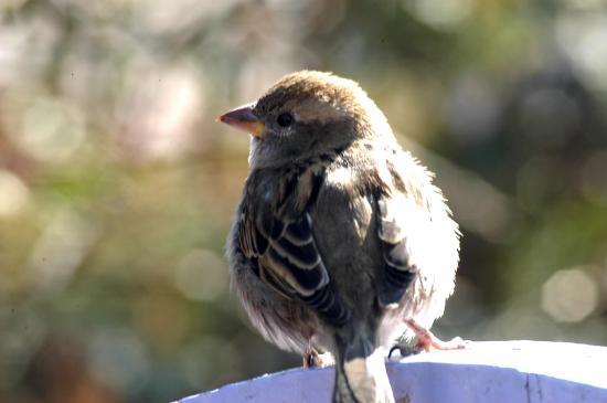 Moineau domestique