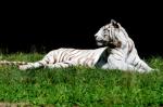 Tigre Blanc