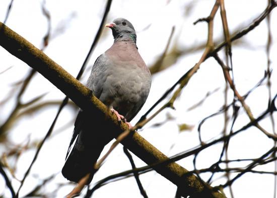 Pigeon colombin