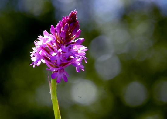 Orchis Pyramidalis