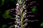 Himantoglossum Hircinum