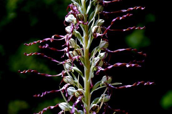 Himantoglossum Hircinum