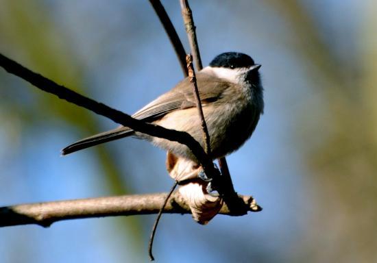 Mésange nonnette