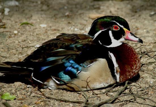 Canard carolin