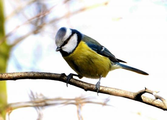 Mésange bleue