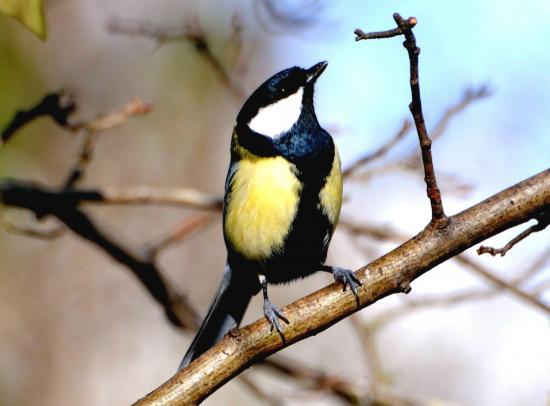 Mésange charbonnière