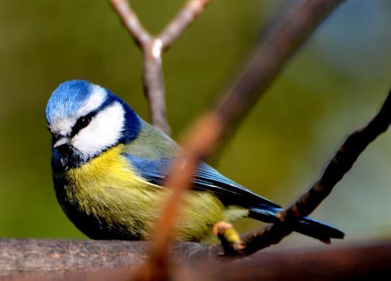 Mésange bleue