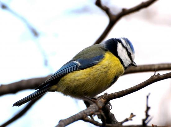 Mésange bleue