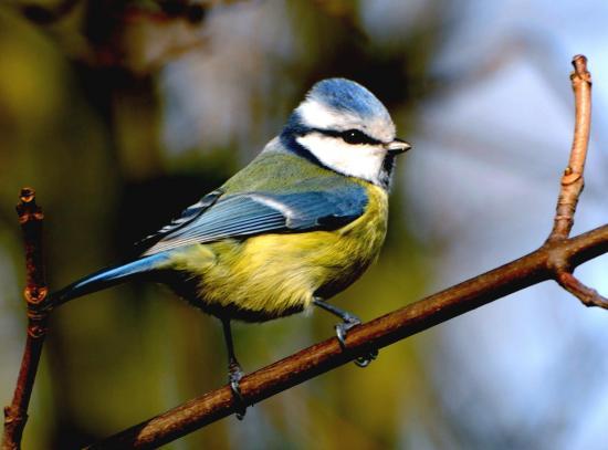 Mésange bleue