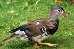 jeune Canard mandarin