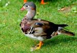 jeune Canard mandarin