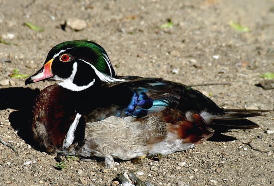 Canard carolin