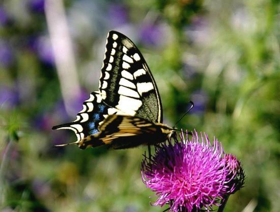 Papilio Machaon