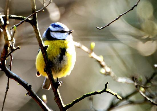 Mésange bleue