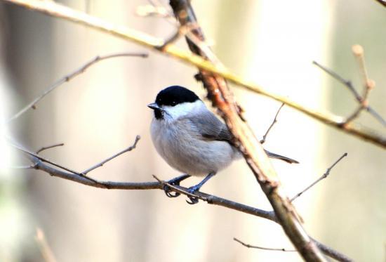 Mésange Nonnette