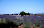 Provence