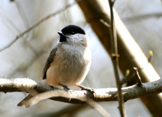 Mésange nonnette