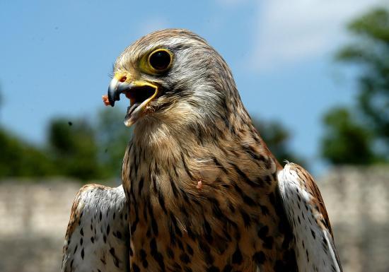 Faucon crécerelle