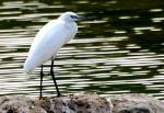 Aigrette Garzette