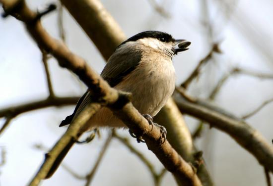 Mésange nonnette