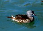 Canard mandarin