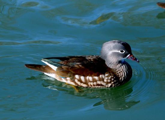 Canard mandarin