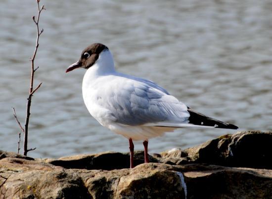 Mouette rieuse