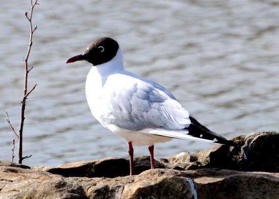 Mouette rieuse