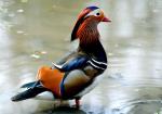 Canard mandarin