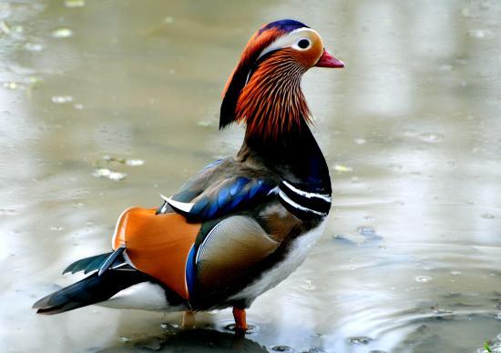 Canard mandarin