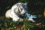 Tigre blanc