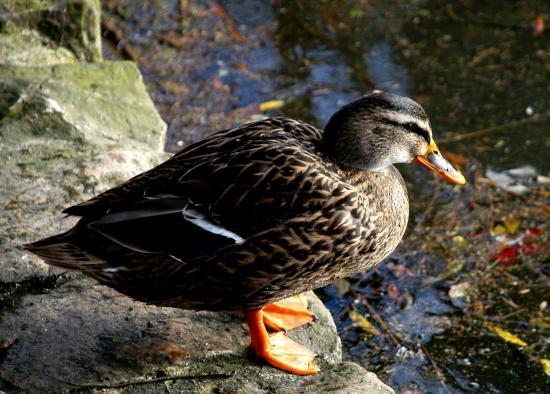 Canard colvert