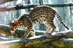 Ocelot