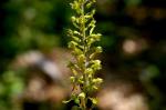 Listera Ovata