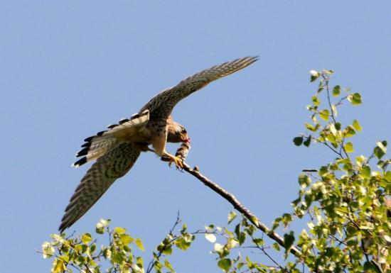 Faucon Crécerelle