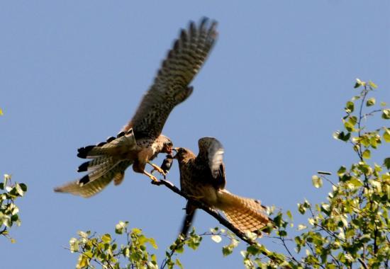 Faucon crécerelle